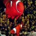 anemonefish_spinecheek_mid_h_0705_png1356.jpg